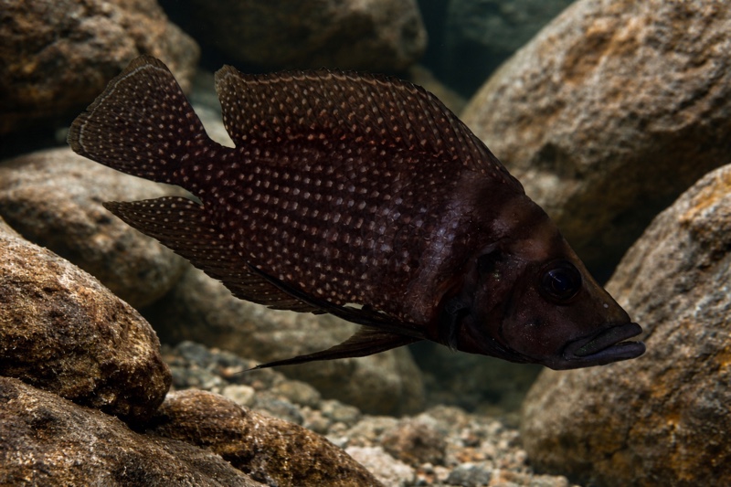 Altolamprologus calvus 'Moliro' (Black)